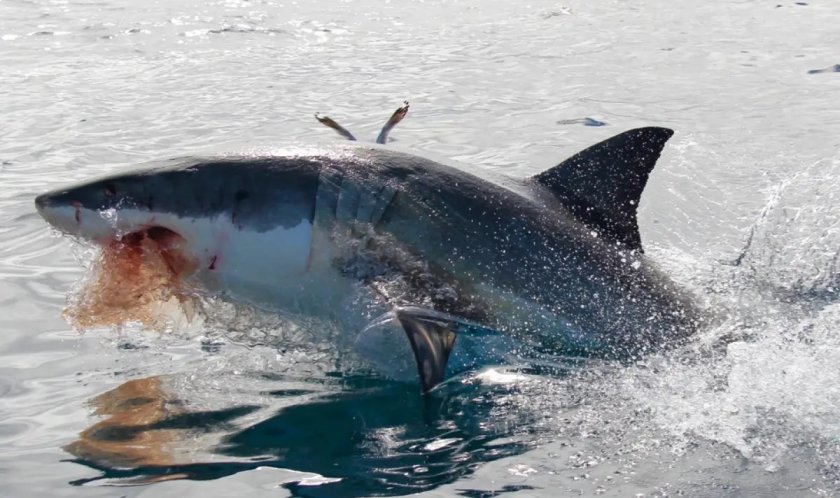 Челюсти: Бяла акула разкъса мъртъв кит пред погледа на туристи