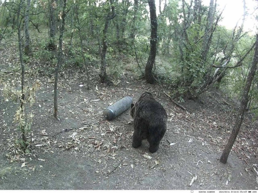 ХИТ СНИМКИ: Ловната дружинка на село Бегово намери кафява мечка