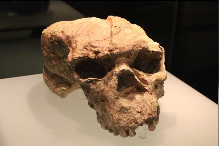 Череп на 1 милион години преобръща човешката история 