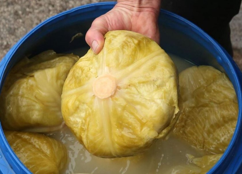 Проф. Рачев: Не слагайте зелето, по Димитровден ще е много топло