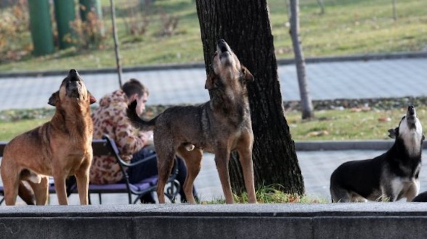 Софийското село Казичене  се е превърнало в арена на истински