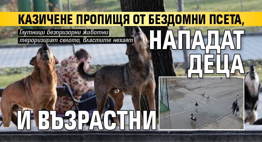 Казичене пропищя от бездомни псета, нападат деца и възрастни