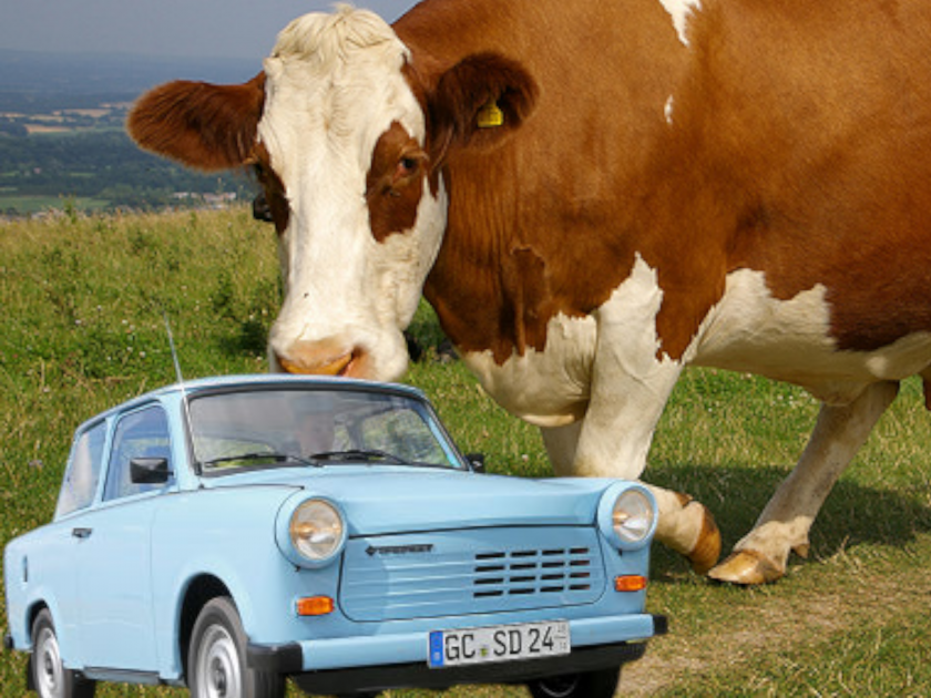 Зрелищен сблъсък: Крава и трабант, шофьорът е в болница