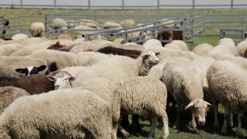 Откриха антракс край Харманли, няма засегнати хора