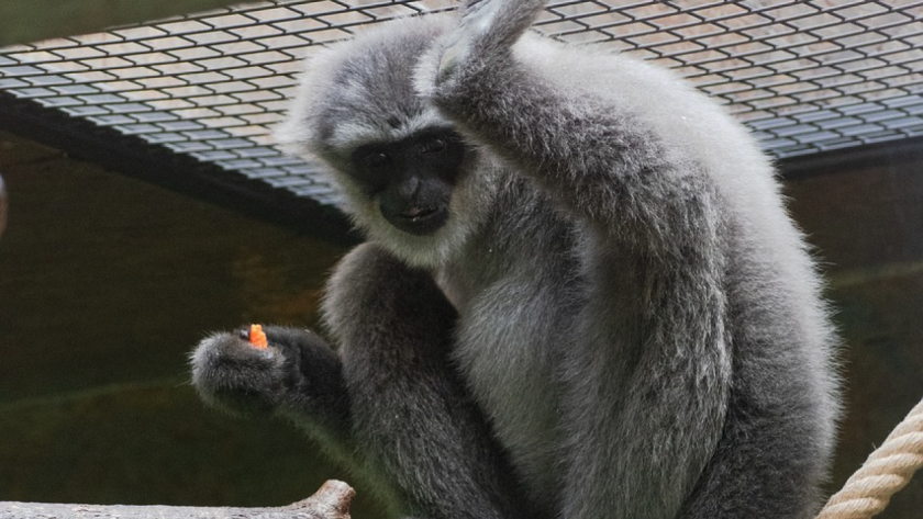 Откриха сребристи гибони в багажа на пътник