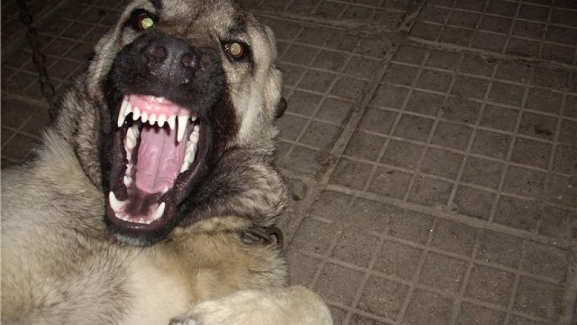 Зли кучета повалиха на земята 91-годишен дядо и оглозгаха крака му 