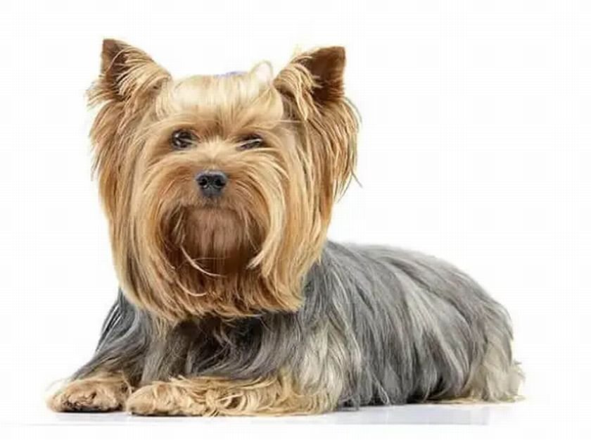 Пияна французойка хвърли кучето си от шестия етаж в Несебър