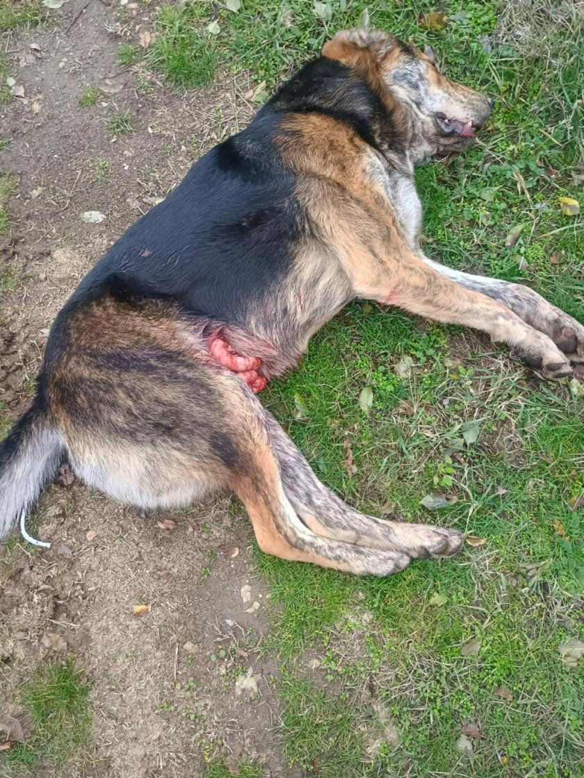 Посред бял ден: Застреляха две кучета (Снимки Чувствително съдържание)