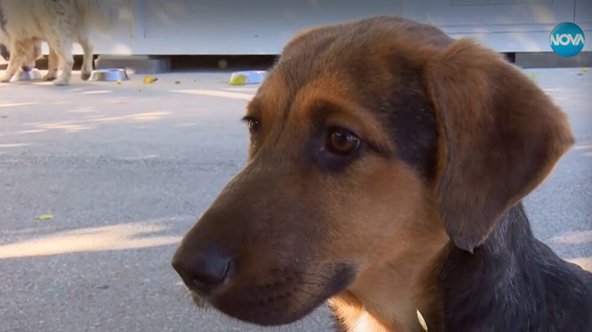 Кой ще приюти Шиши?