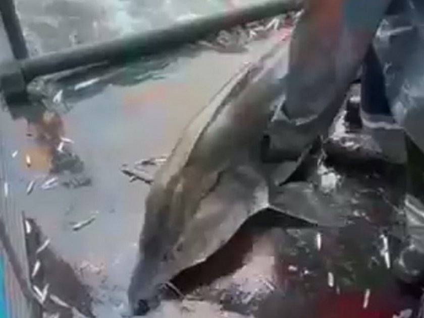 Отказаха хиляди: Рибари пуснаха гигантска есетра обратно в морето (ВИДЕО)