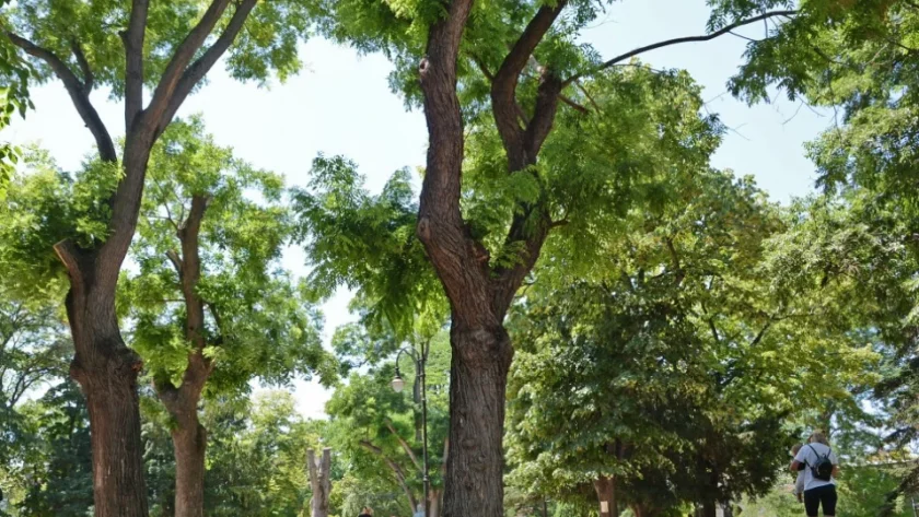 Засаждат гинко билоба в Градската градина във Варна