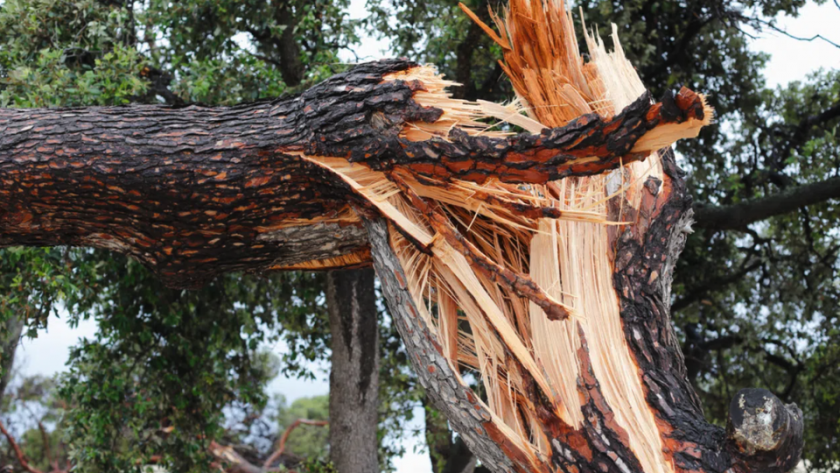 Паднало дърво предизвика катастрофа на пътя Разград-Търговище