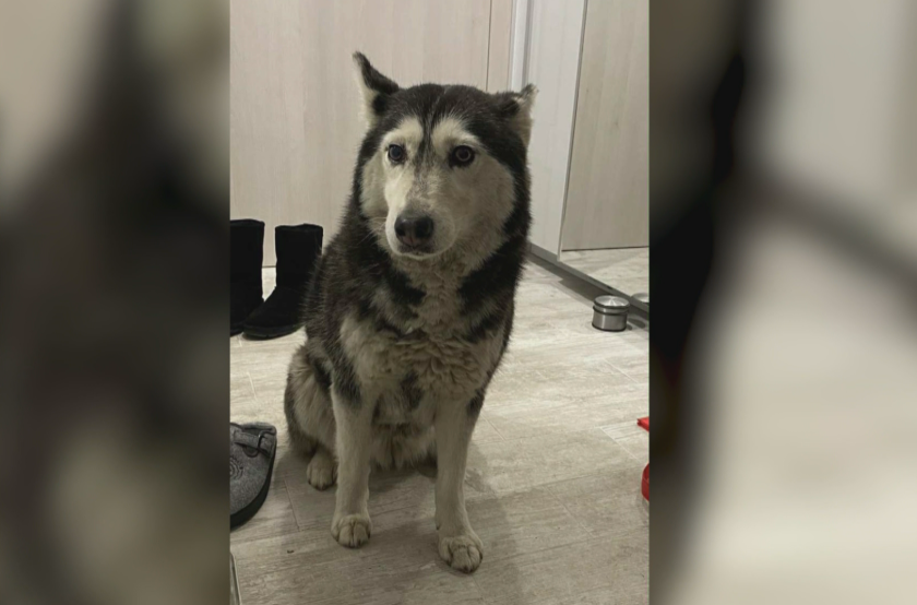 Петиция заради прегазеното куче изкарва хиляди на протест?