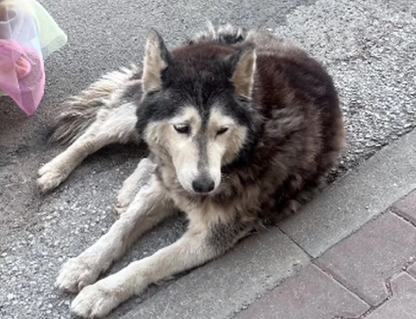 След смъртта на кучето Мая: 200 000 души подписаха петицията и настояват за ефективна присъда