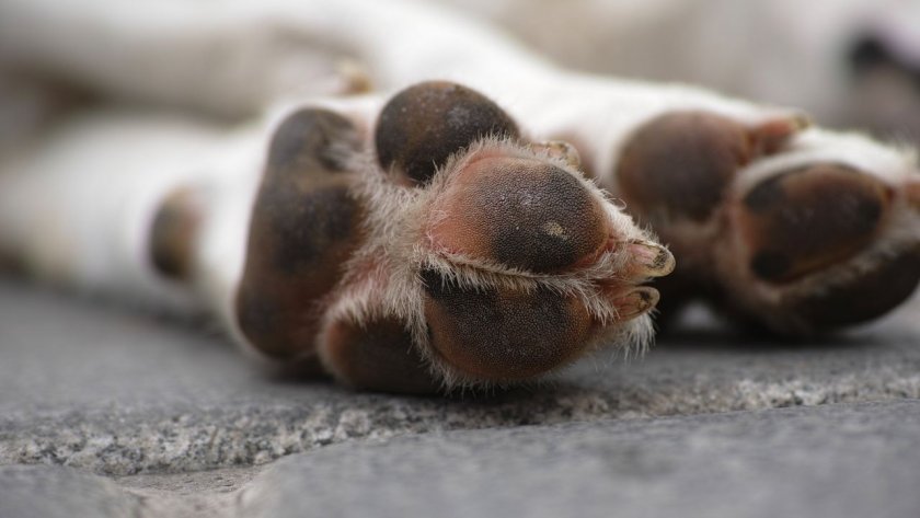 Разследват смъртта на куче в Кюстендилско