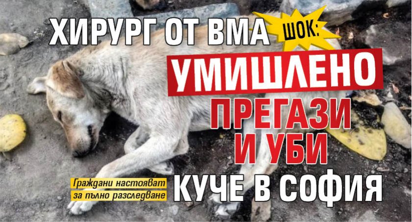 ШОК: Хирург от ВМА умишлено прегази и уби куче в София