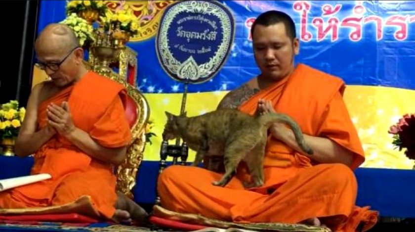 Котка изпита будистки монах