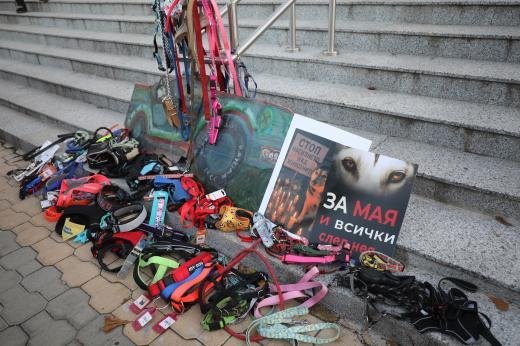 По-строги мерки срещу жестокостта към животни