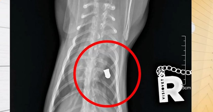 Неизвестен стреля на месо в столичния квартал "Редута" от седмици 