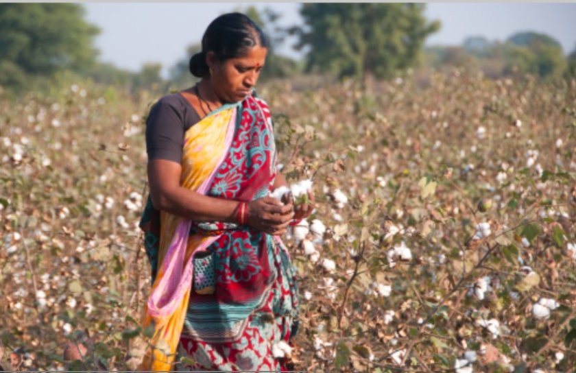 Дъждове доведоха до рекордeн спад на производството на памук в Индия