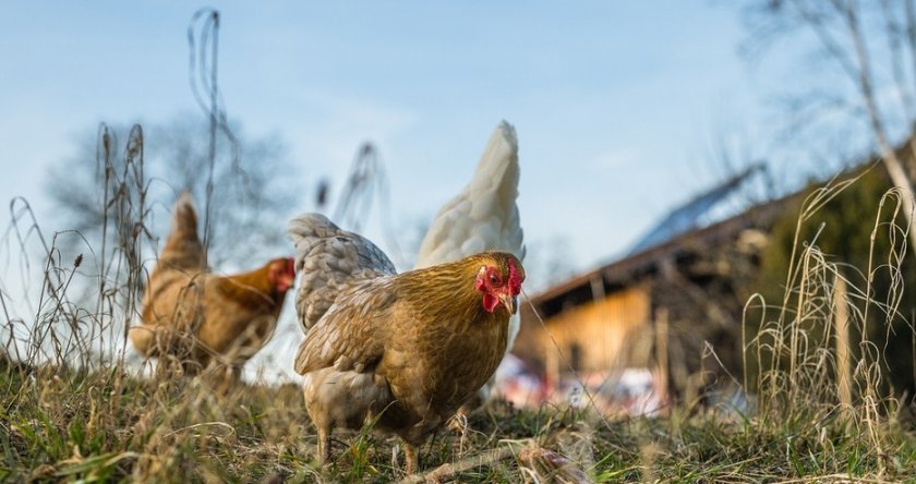 В Испания забраниха отглеждането на птици на открито