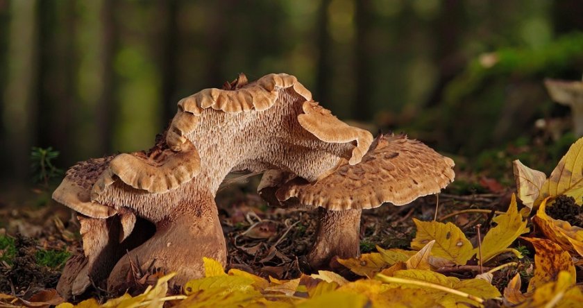 Масови натравяния с двойник на сърнелата