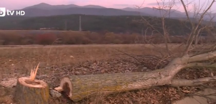 Вандали отрязаха тополи по пътя към хижа „Яворов“