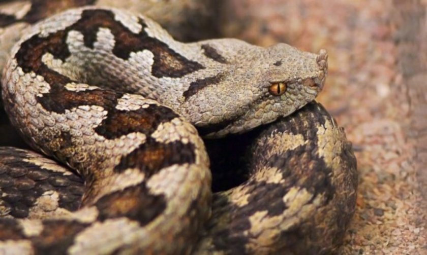 Прокуратурата разследва незаконно отглеждане на 200 пепелянки