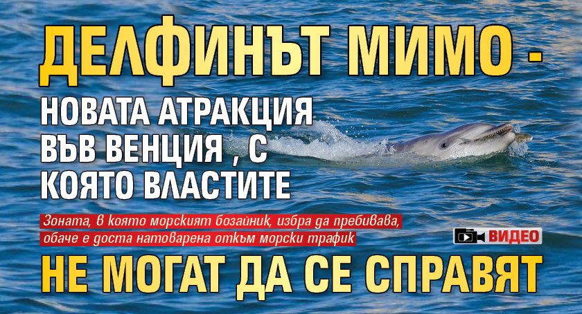 Делфинът Мимо - новата атракция във Венция, с която властите не могат да се справят (ВИДЕО)