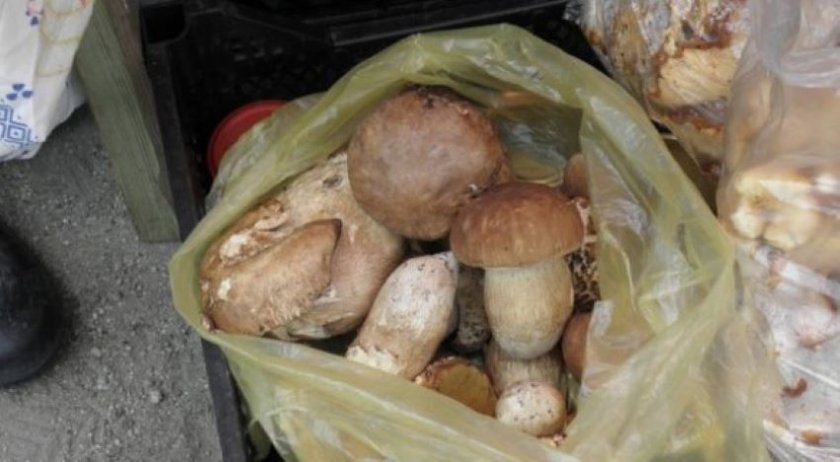 Природата е богата на диворастящи гъби по това време на