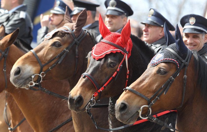 Остри реакции след обявен търг за бракувани коне на МВР