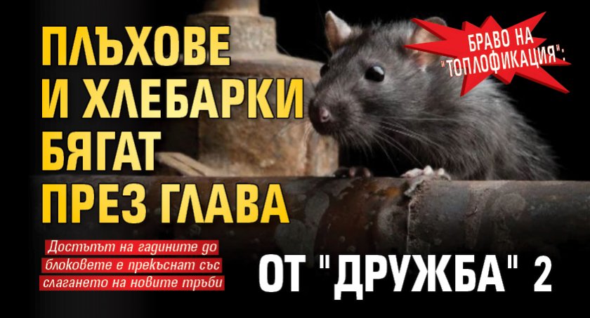 Браво на "Топлофикация": Плъхове и хлебарки бягат през глава от "Дружба" 2