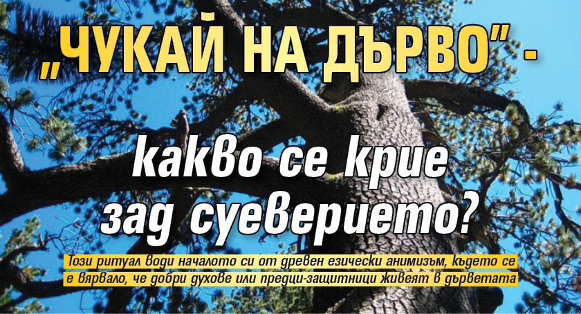 "Чукай на дърво" - какво се крие зад суеверието?