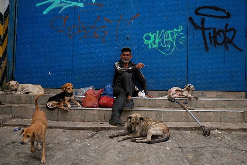 Крути мерки: Истанбул забрани храненето на бездомни кучета 