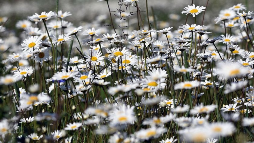 Какви са ползите от лайката и как да я употребявате?