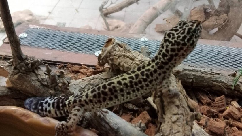 Терариумът в Минерални бани се напълни с контрабандни екзотични животни