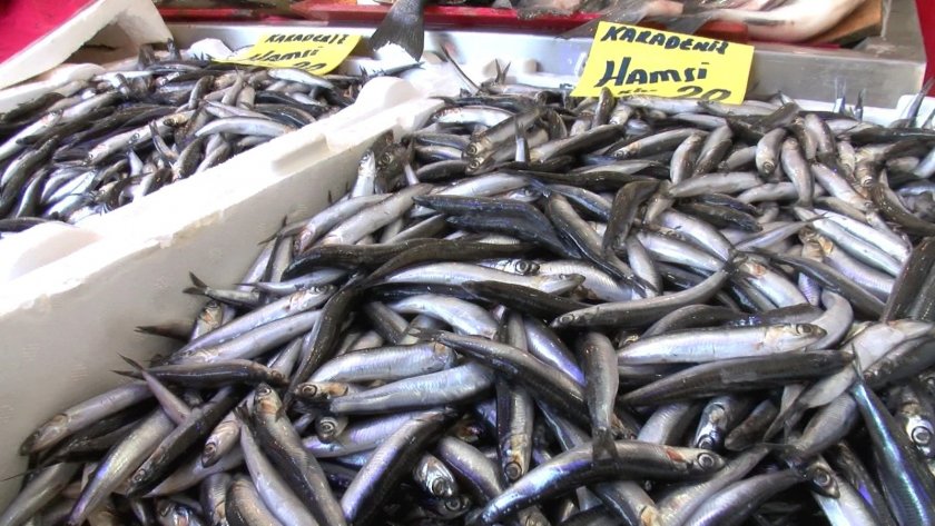 ООН предупреди за заплаха за рибните запаси в Средиземно и Черно море