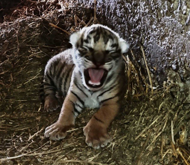 Бенгалско тигърче се роди в зоопарка в Стара Загора (ФОТО)