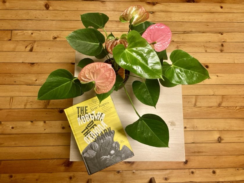 Кой се страхува от охлюла?