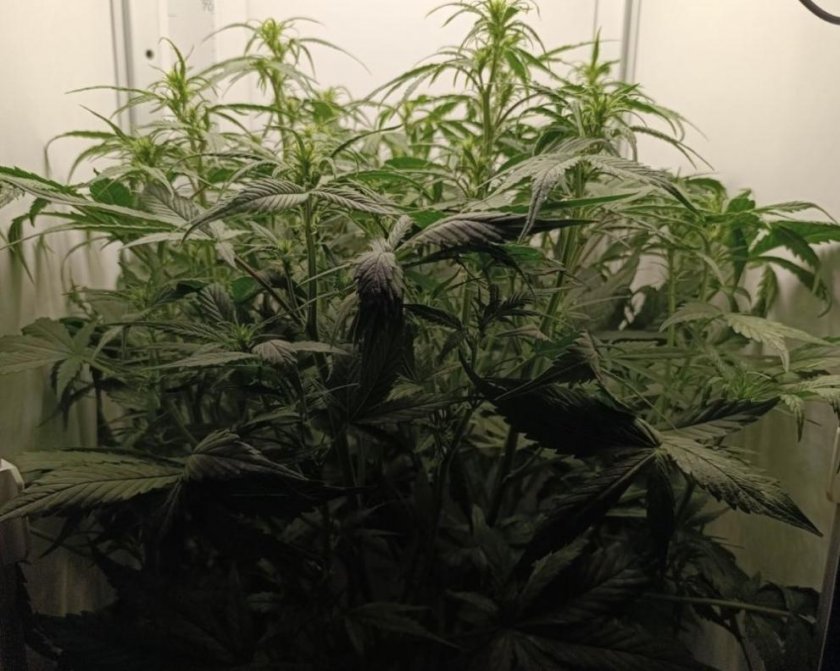 Полицаи се натъкнаха на два кашона с марихуана в апартамент в Казанлък