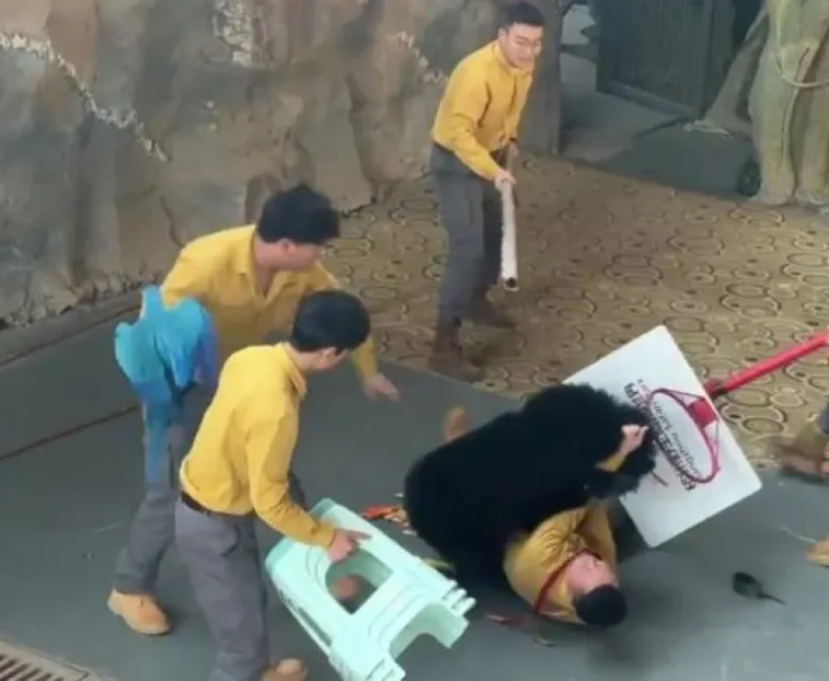 Мечка нападна дресьора си по време на шоу (ВИДЕО)