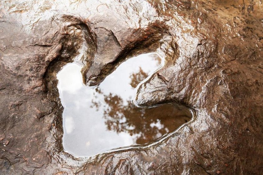 Учените заключиха: Най-големите отпечатъци от динозаври в света са в Боливия