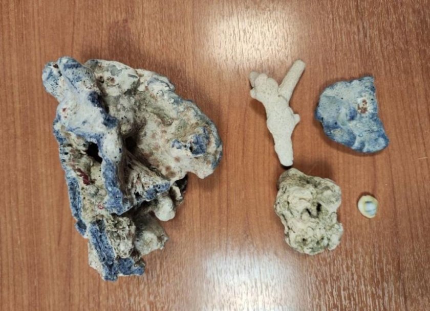 Конфискуваха екзотични корали от багажа на пътник на летище „Васил Левски“