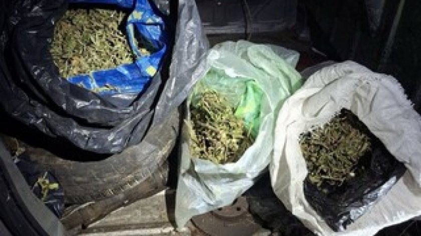 8 кг марихуана бе иззета при спецакция на МВР в Бобов дол