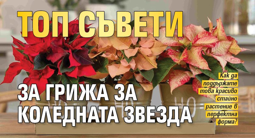 Топ съвети за грижа за коледната звезда