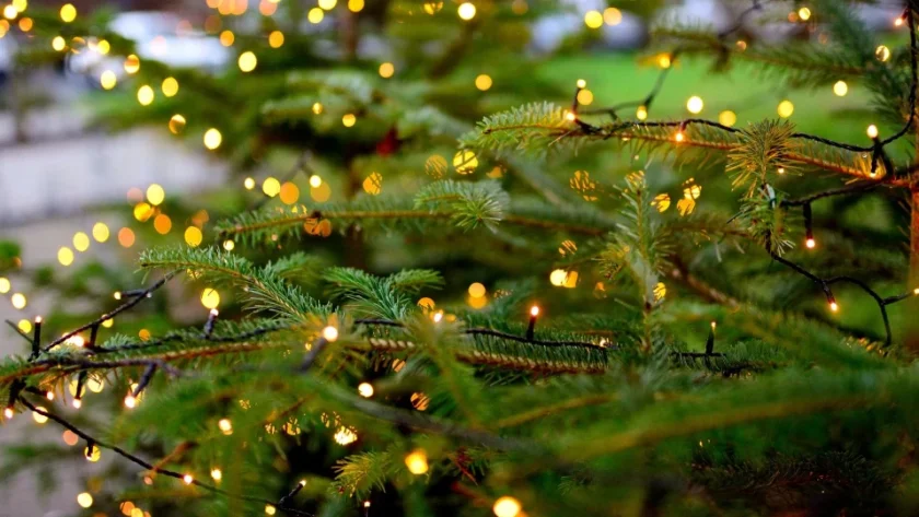 Гринч открадна коледна елха в Радомир