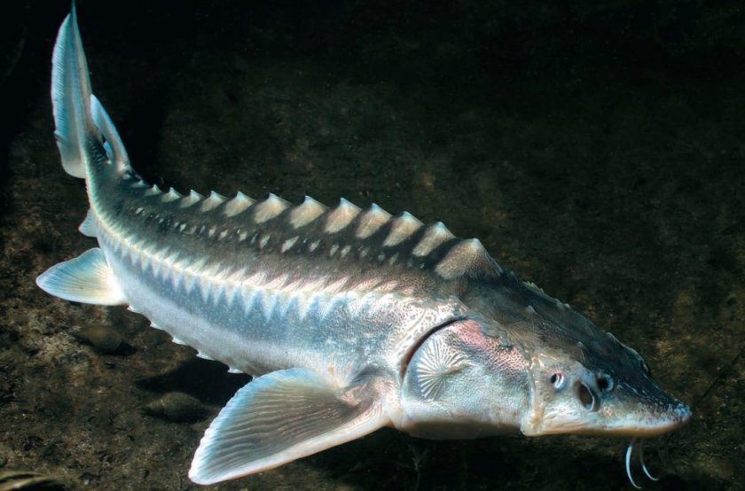 Богат улов: Рибари хванаха 150-килограмова есетра край Бяла (ВИДЕО)