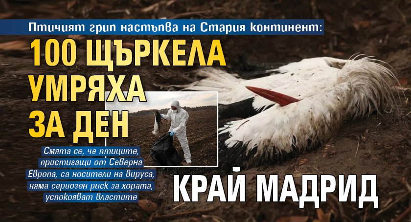 Птичият грип настъпва на Стария континент: 100 щъркела умряха за ден край Мадрид