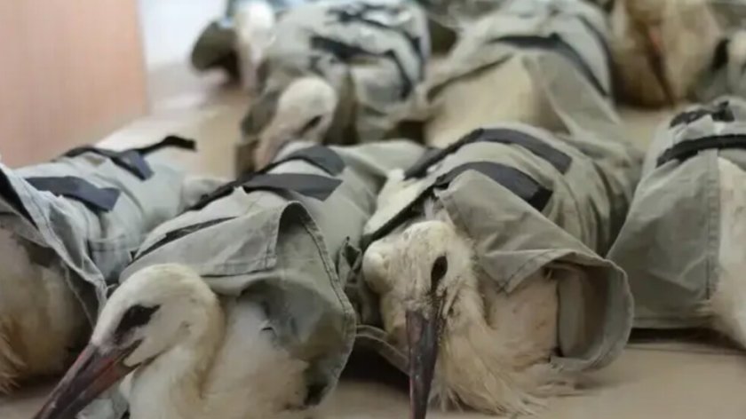 17 увредени щъркели намериха нов дом в Италия