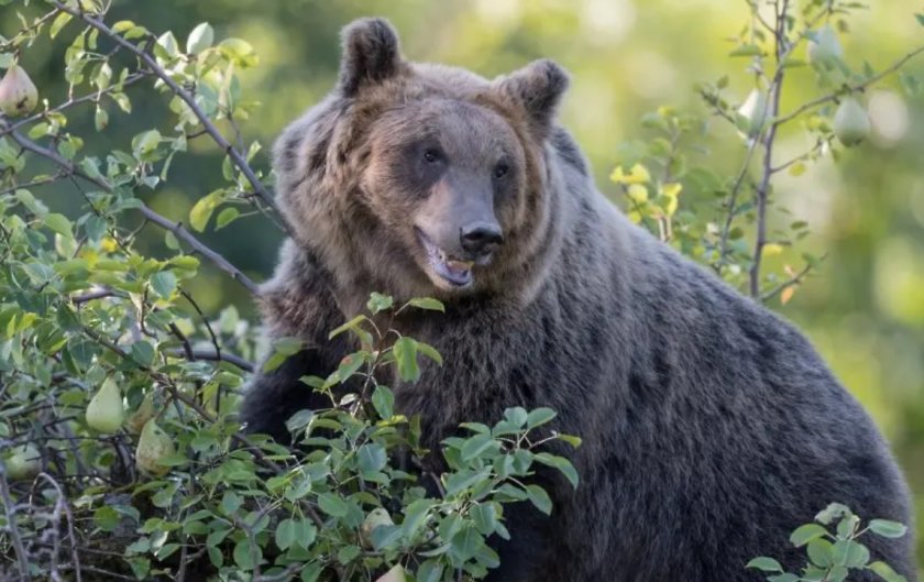 Италианските кафяви мечки опитомени, по-малко агресивни са